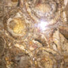 petrified-wood